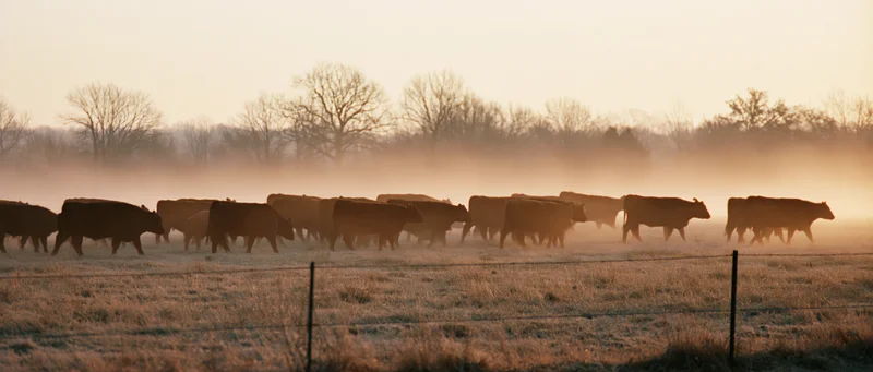 Herd of cattle moving slowly across a misty pasture at sunrise