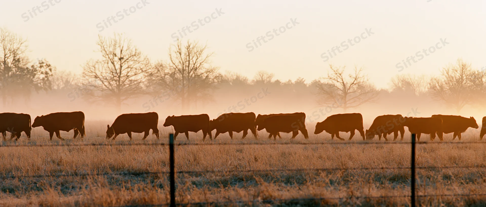 Herd of cattle grazing in a misty pasture at sunrise