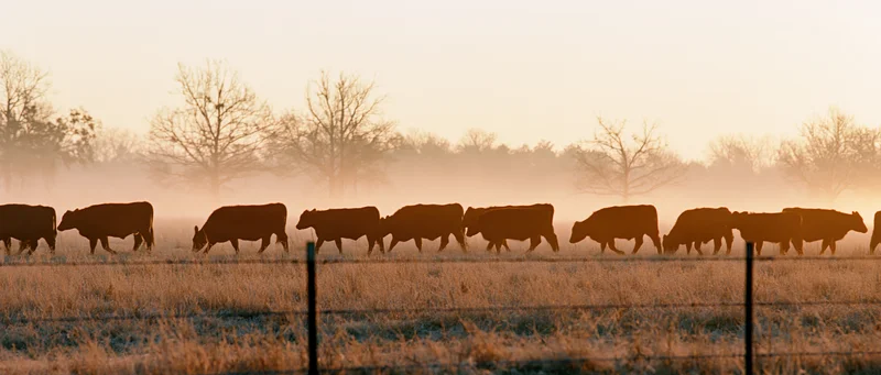 Herd of cattle grazing in a misty pasture at sunrise