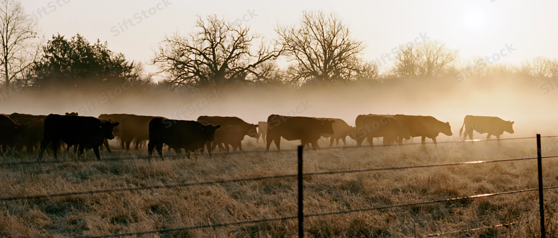 Herd of cattle grazing in a misty pasture at sunrise