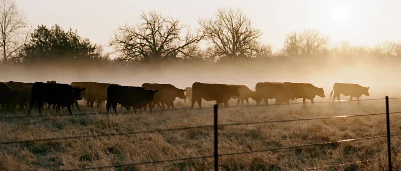 Herd of cattle grazing in a misty pasture at sunrise