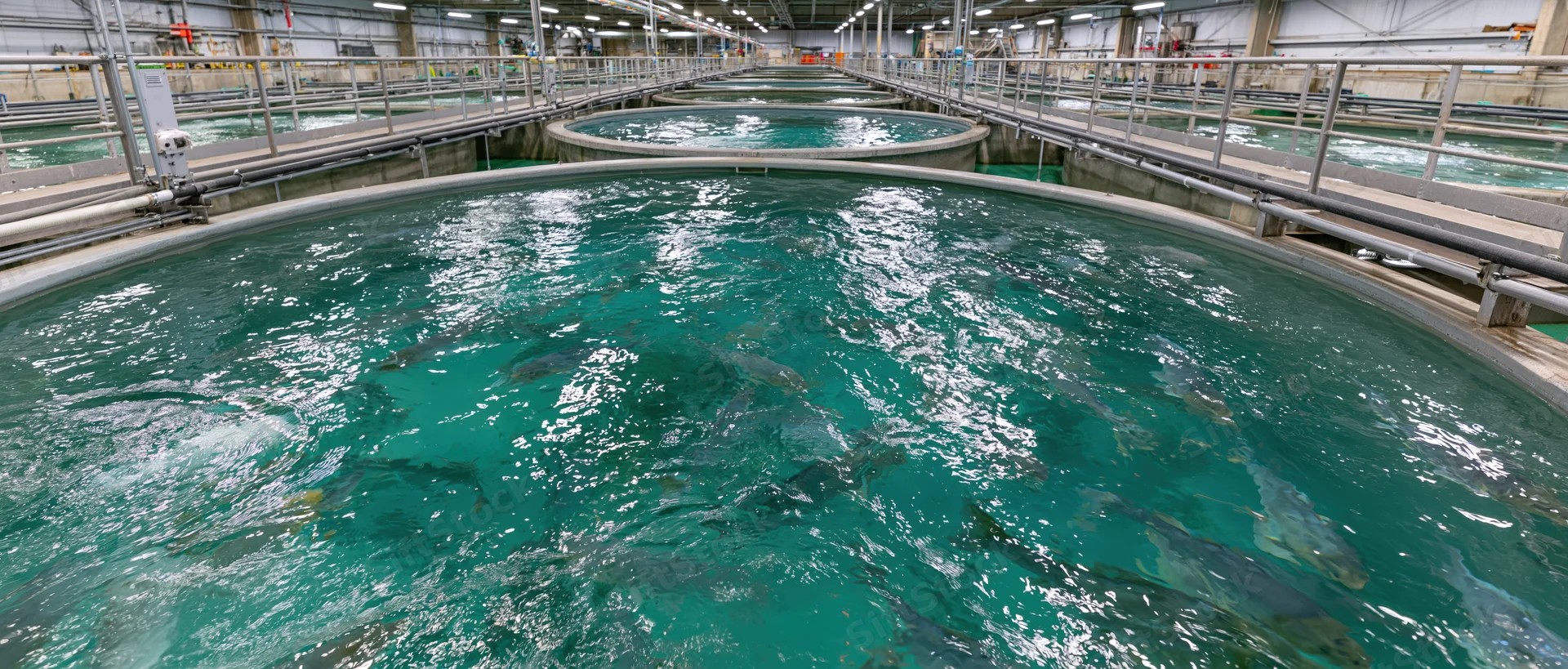 Large circular tanks filled with fish in an indoor aquaculture facility