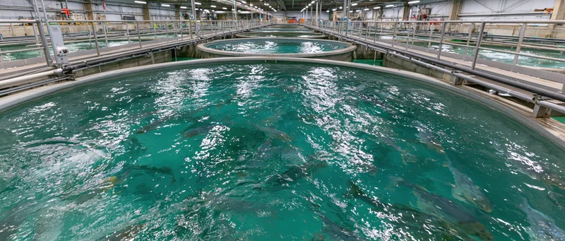 Large circular tanks filled with fish in an indoor aquaculture facility