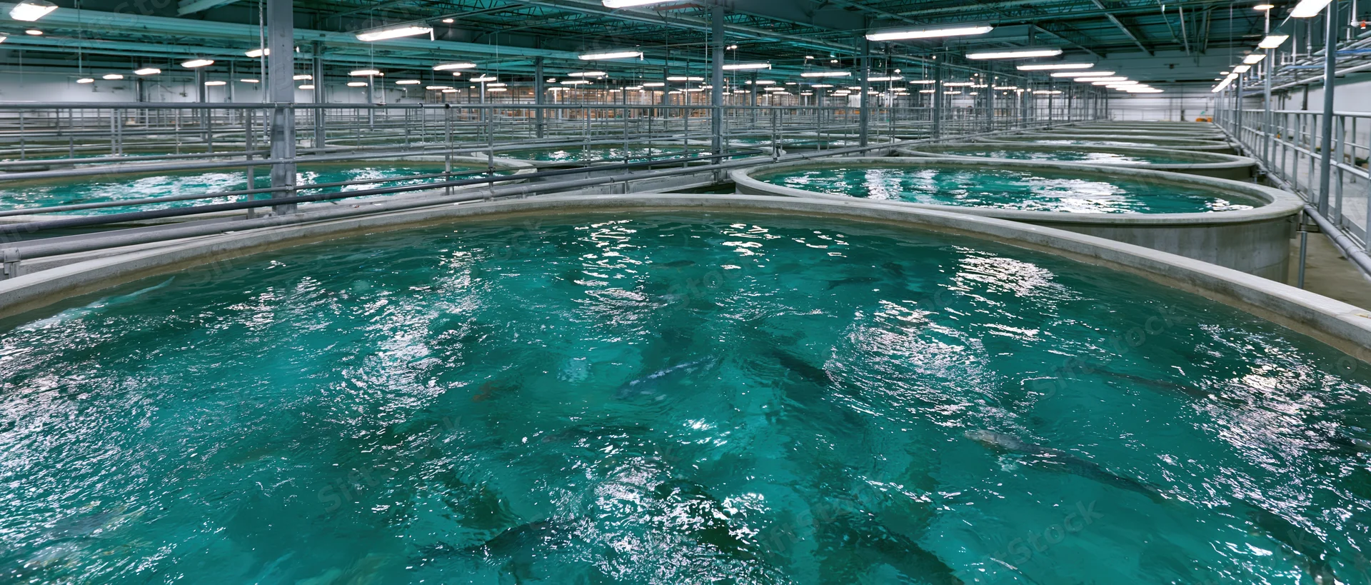 Large circular tanks filled with swimming fish in an indoor aquaculture facility