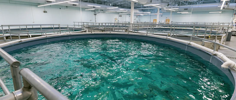 Large circular tank filled with fish in an indoor recirculating aquaculture facility