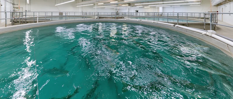 Large circular tank filled with water and swimming fish inside an indoor aquaculture facility
