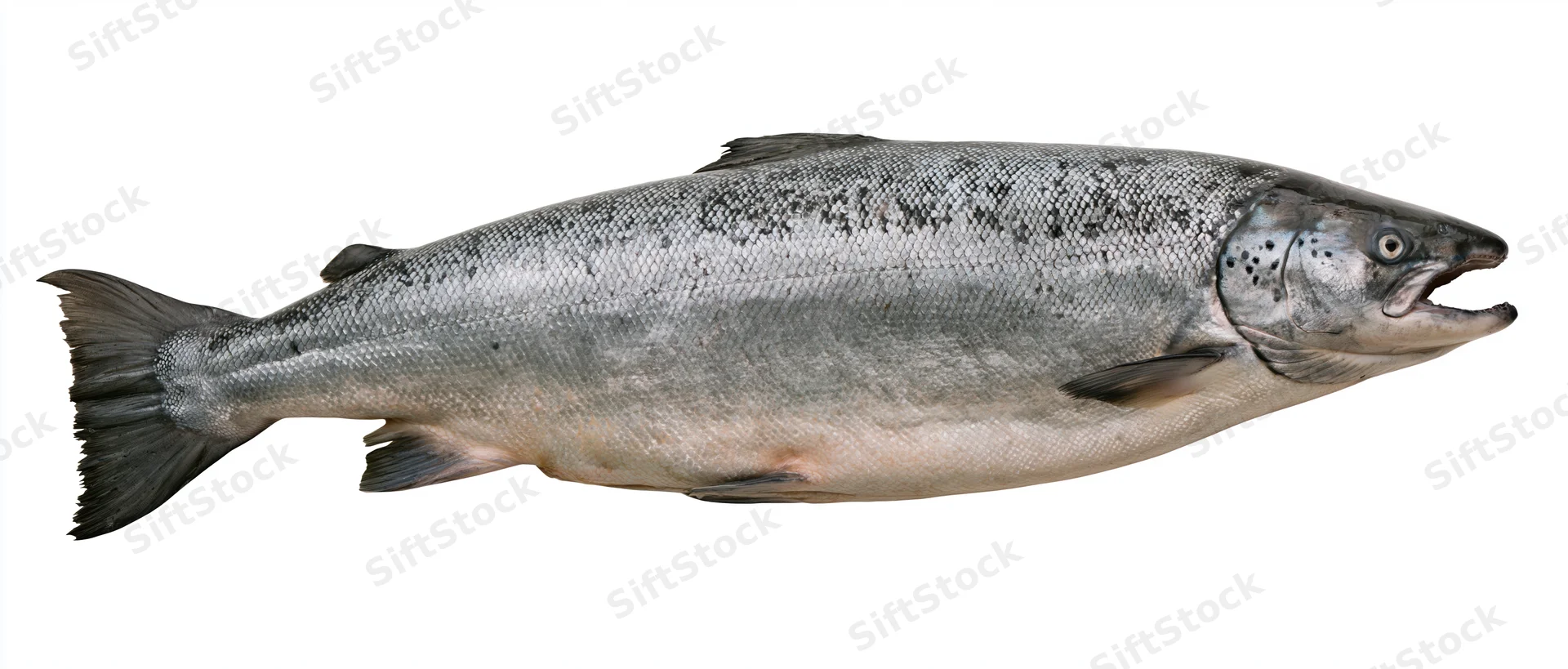 Large atlantic salmon in full lateral profile against white background