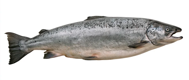 Large atlantic salmon in full lateral profile against white background