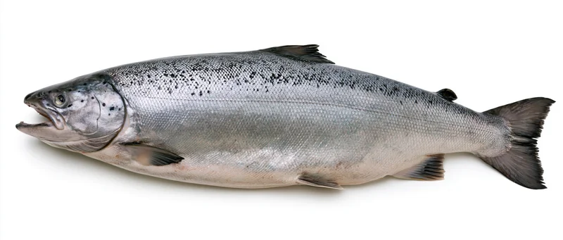 Large atlantic salmon in full lateral profile on white background