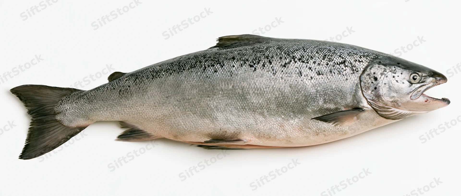 Large atlantic salmon in full lateral profile on white background