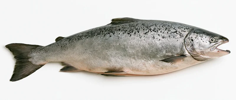 Large atlantic salmon in full lateral profile on white background