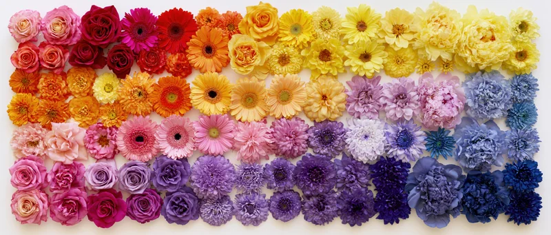 Grid of colorful flower heads arranged in rows on white surface