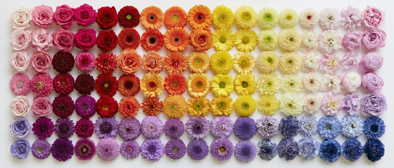 Grid of colorful flower heads arranged in rows on white surface