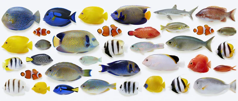 Flat lay of colorful tropical fish models arranged on white background