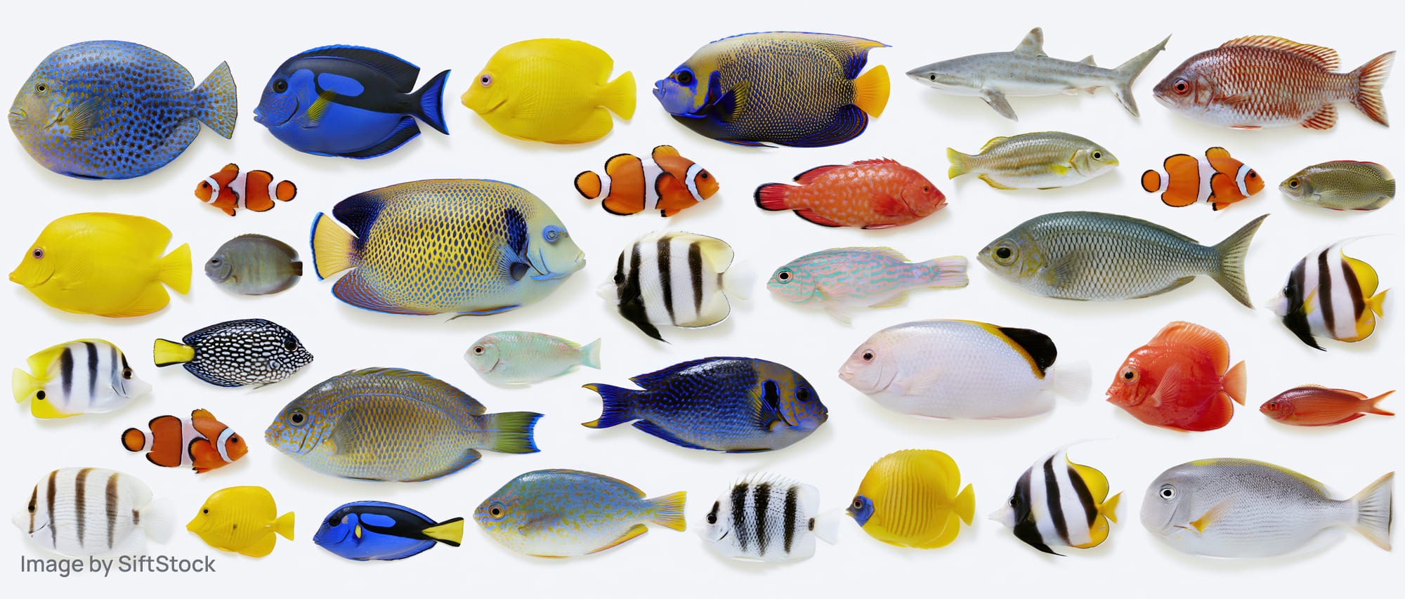 Flat lay of colorful tropical fish models arranged on white background