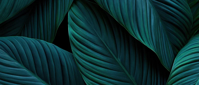 Overlapping tropical leaves filling the frame in dark teal tones