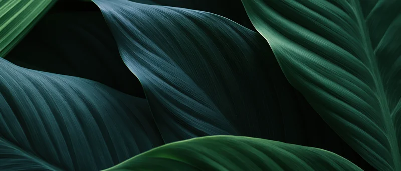 Large overlapping tropical leaves filling the frame with dark shadows and rich green textures