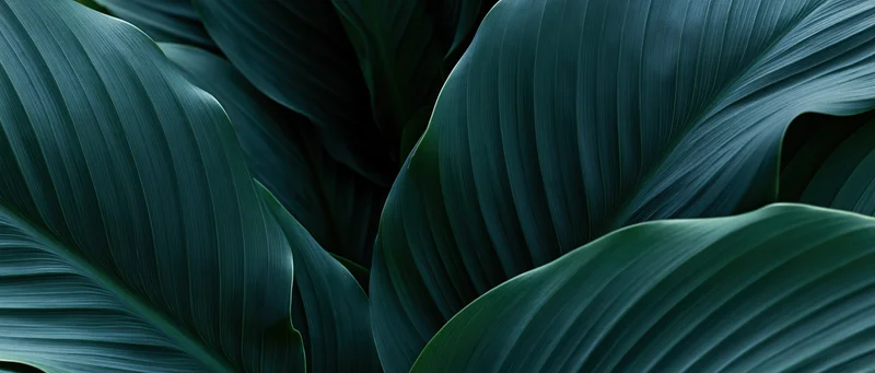 Large overlapping tropical leaves filling the frame with deep green texture and natural shadows
