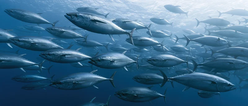 Large school of bluefin tuna swimming together in open ocean underwater