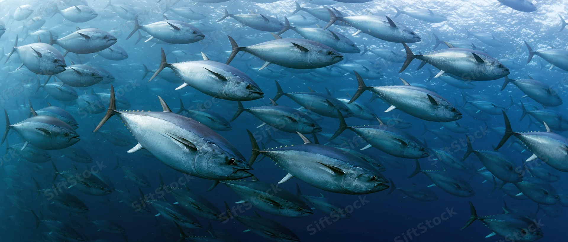 Large school of bluefin tuna swimming together in open ocean underwater