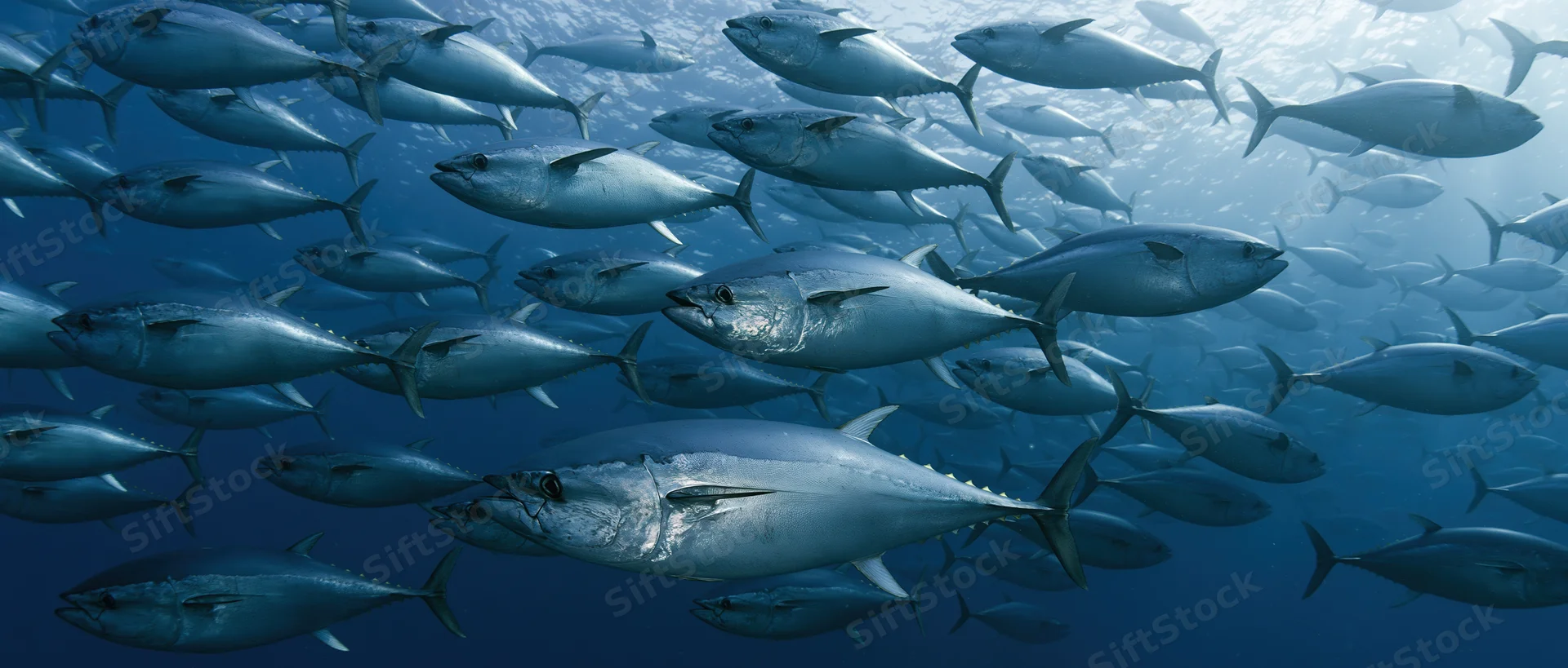 Large school of bluefin tuna swimming together in open ocean underwater