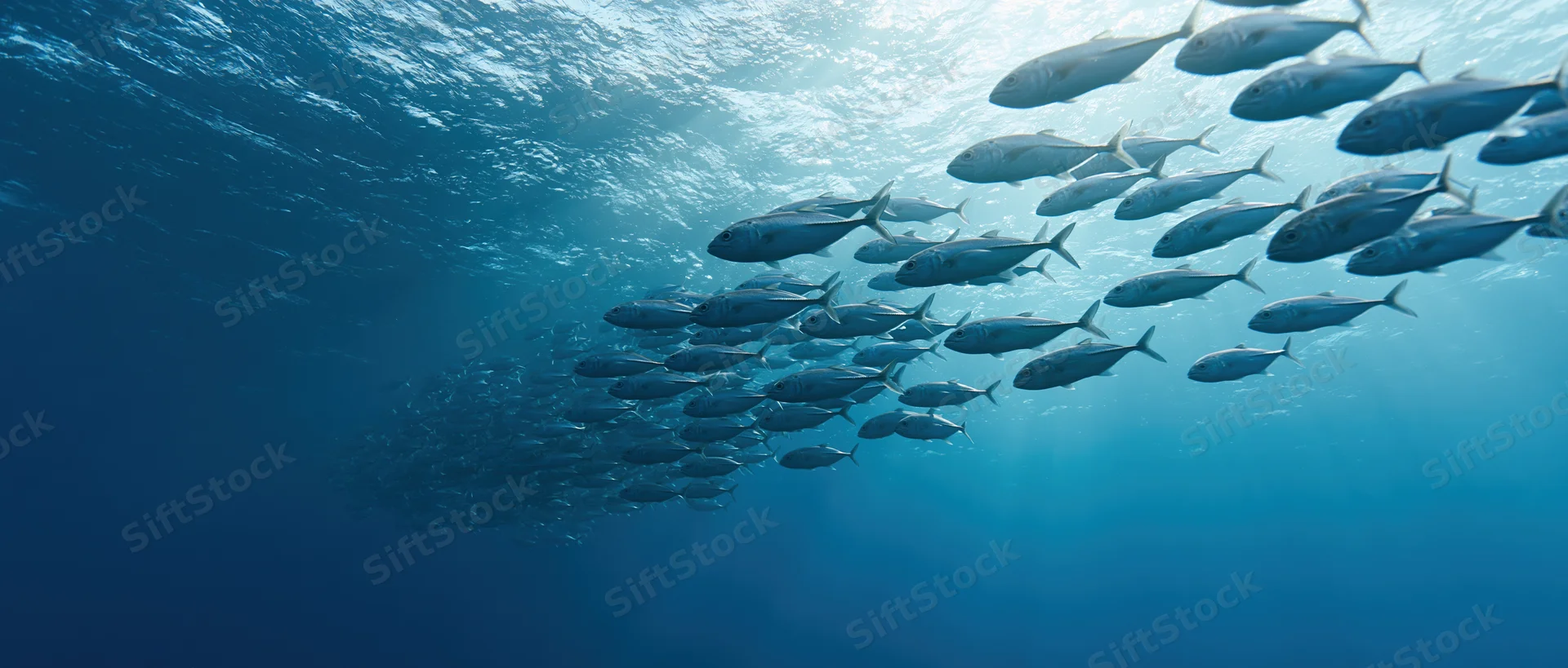 Large school of silvery fish swimming diagonally upward in deep blue ocean water toward sunlit surface