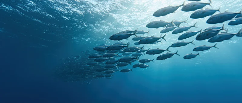 Large school of silvery fish swimming diagonally upward in deep blue ocean water toward sunlit surface