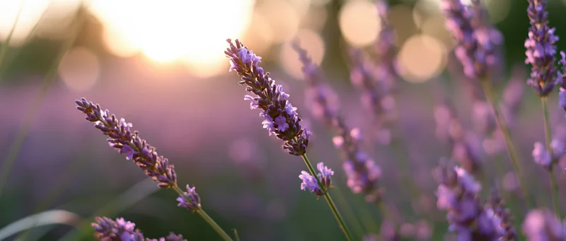 Lavender flowers in full bloom at sunset in a field