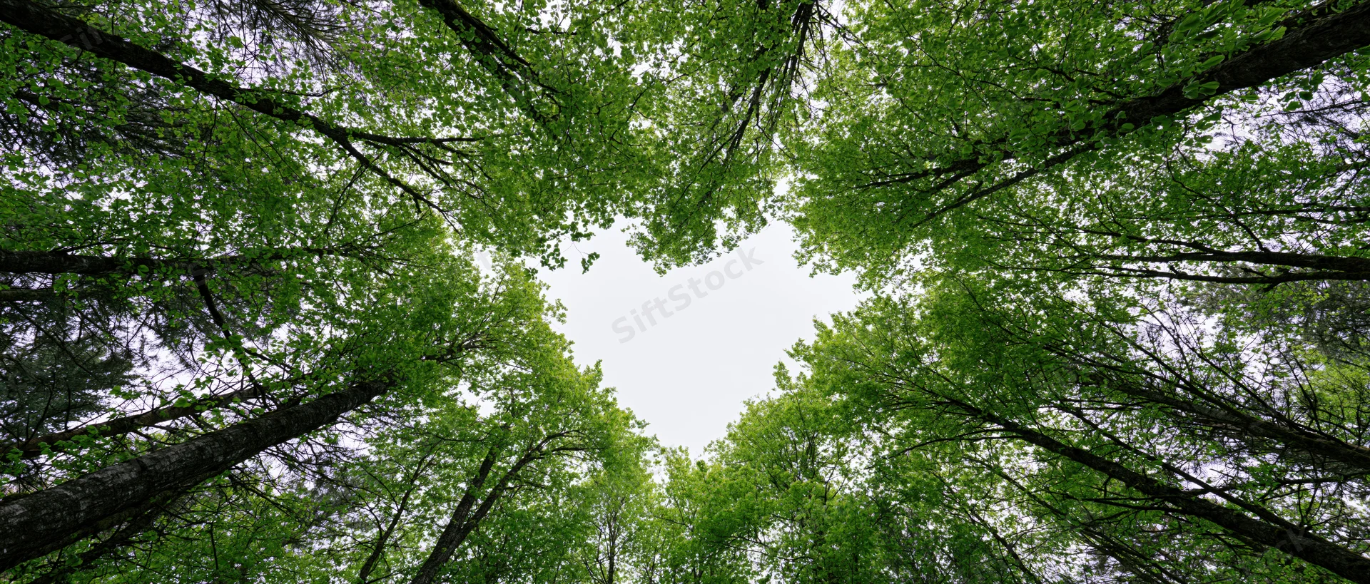 Upward view through dense deciduous forest canopy revealing sky and treetops