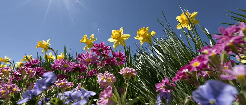 Low-angle view of blooming spring flowers in a garden border under bright sunlight