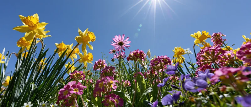 Low-angle view of spring flowers blooming in a garden border under bright sunlight