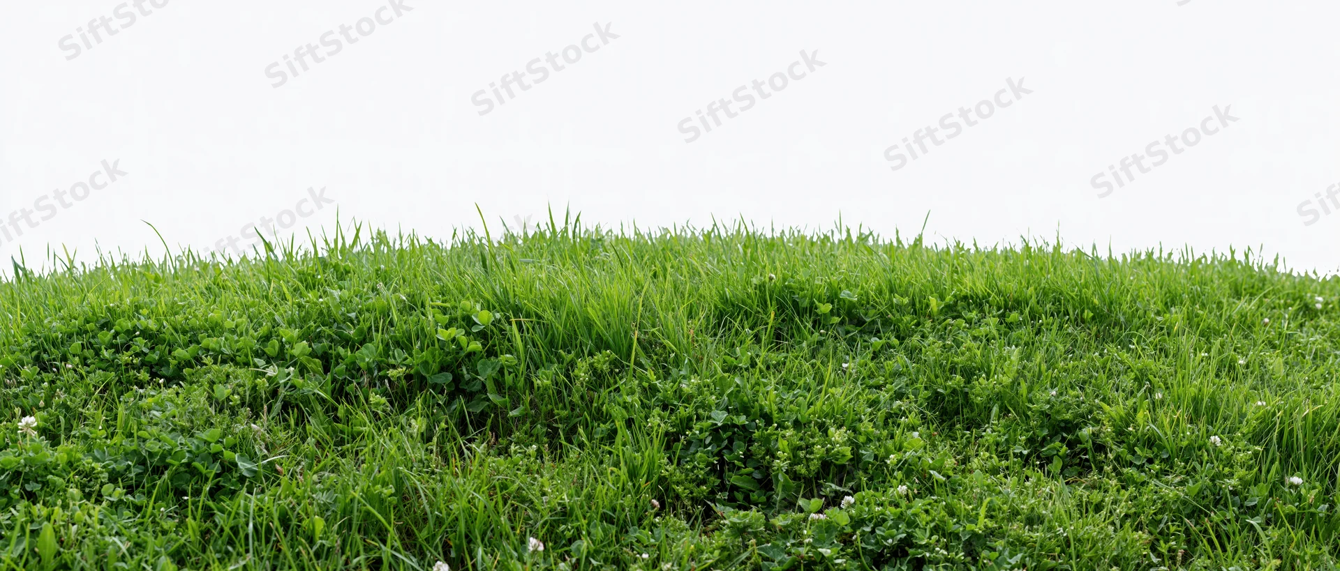Dense green grass lawn filling the frame with clover and small white flowers under overcast sky