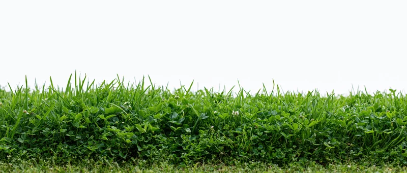 Dense green grass lawn filling the lower frame against a white background
