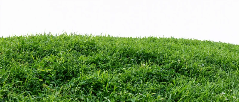Dense green grass lawn filling the frame from low angle with sky above