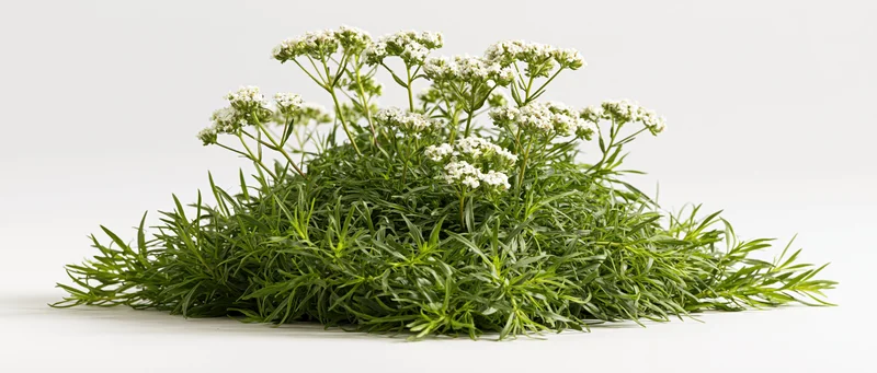 Low spreading clump of wild herbs with small white clustered flowers on white background