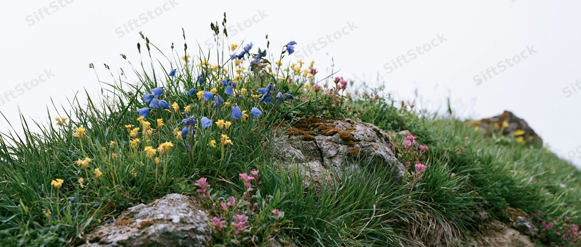 Wildflowers blooming among grass and rocks on a gentle hillside