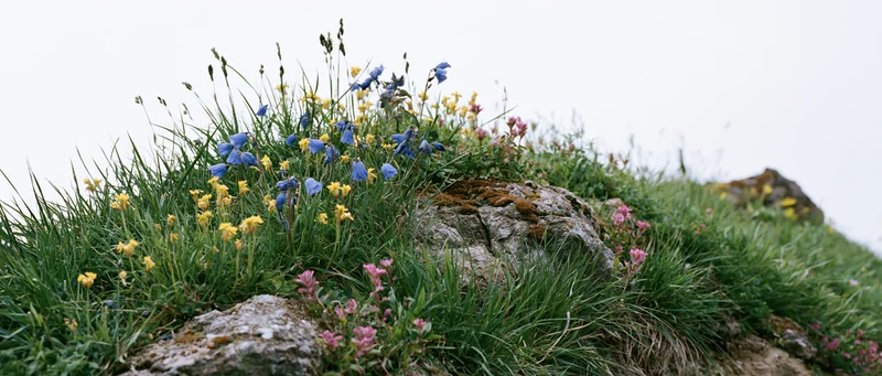 Wildflowers blooming among grass and rocks on a gentle hillside