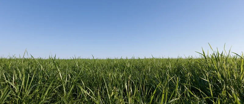 Low ground-level view of a dense green grassy field under a clear blue sky