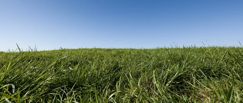 Low-angle view of dense green grass in a flat field under clear blue sky