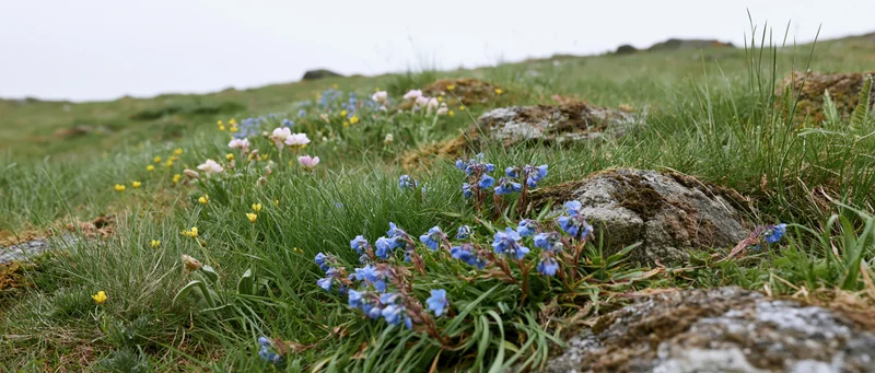 Blue and yellow wildflowers blooming among grass and rocks on a gently rolling hillside