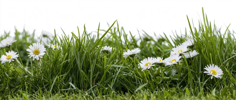 Low strip of green grass with scattered white daisies against white background