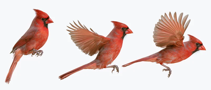 Male northern cardinal perched and in mid-flight with wings spread against white background