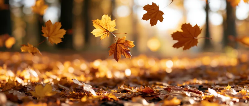 Maple leaves falling mid-air over a carpet of fallen foliage in an autumn forest