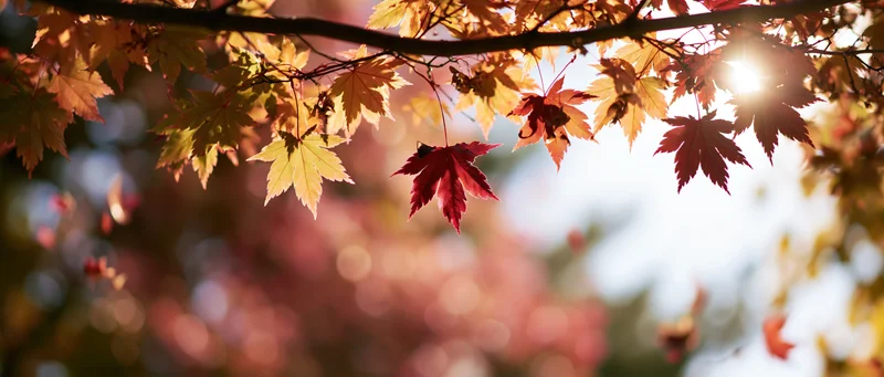 Maple leaves in autumn colors hanging from branches with sunlight shining through