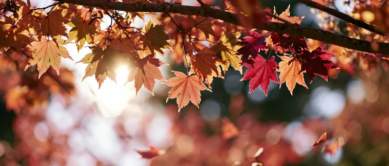 Maple tree branches with autumn leaves hanging overhead in sunlight