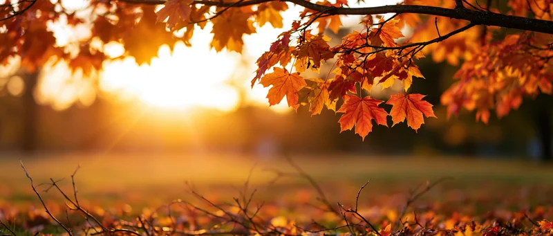 Maple branches with orange and red autumn leaves framing a sunset in a park