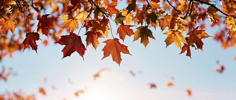Maple tree branches with red orange and yellow autumn leaves against a clear blue sky