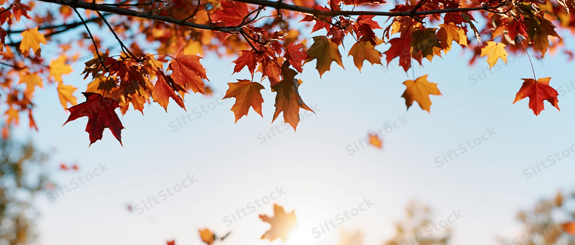 Maple tree branches with red orange and yellow autumn leaves against a bright sky