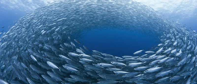 Massive school of small silver fish swirling in a circular formation underwater in the ocean