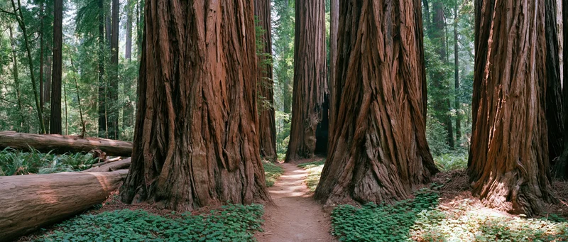 Path winding between massive redwood tree trunks in a dense forest